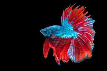 Movement power of betta fighting fish over isolated black background. The moving moment beautiful of red and blue Siamese betta fish with copy space.