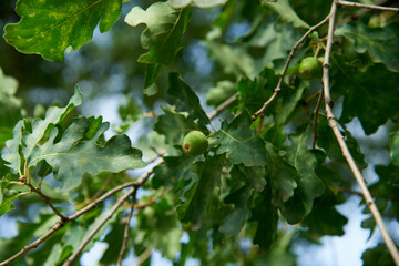 Oak branch with green leaves and acorns on a sunny day. Oak tree in summer. Blurred leaf background. Closeup.