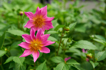 Obraz premium Fresh bright pink dahlia coccinea on a blurred green background. Copy space. Selective focus.