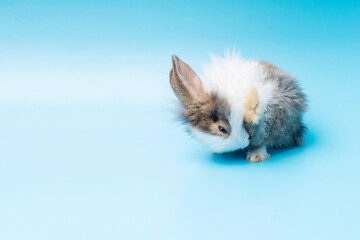 Cute adorable brown and white rabbit cleaning foot while sitting on isolated blue background. Lovely baby bunny alone sit on blue background. Easter concept.