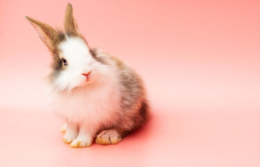 Adorable little rabbit white brown bunny looking something while sitting over isolated pink background. Easter holiday animal concept.