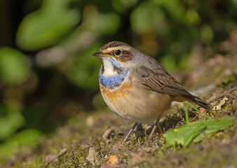 bluethroat