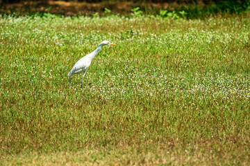 White Great egret standing on the green grass in the park with copy space. Long leg bird watching...