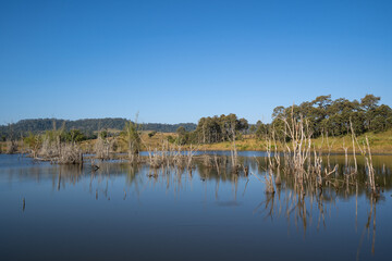 A swamp with dry dead trees, logs, and flowering cattails. Natural background.