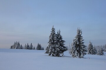 Three Christmas trees on a natural winter landscape in the Perm Territory