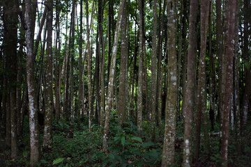 dense forest in the humid tropics trees