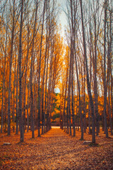Hiking in autumn, autumn season. High quality photo