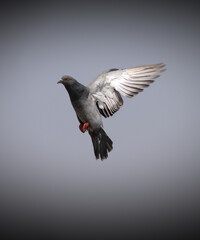 A bird flying extending wings isolated on grey background