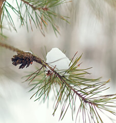 A pine branch in the snow