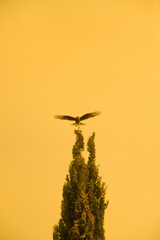 bird on a tree