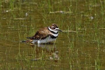Killdeer are most commonly seen running quickly along the ground. Their main diet is invertebrates, such as worms and insects.are named for the noise they make in flight, which is a high-pitched 