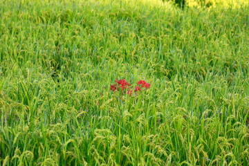 明日香村の彼岸花