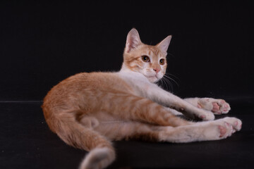  orange cat lay on black background