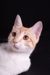 Cute orange cat lay on black background