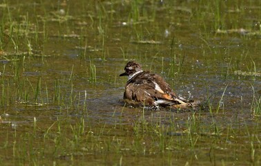 Killdeer are most commonly seen running quickly along the ground. Their main diet is invertebrates, such as worms and insects.are named for the noise they make in flight, which is a high-pitched 
