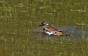 Killdeer are most commonly seen running quickly along the ground. Their main diet is invertebrates, such as worms and insects.are named for the noise they make in flight, which is a high-pitched 