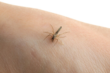 Mosquito on human's skin against white background, closeup