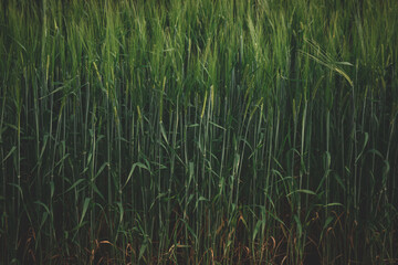 Obraz premium The rye green growing in the field. Rye ear close up. Secale cereale. Poaceae Family. The rye growing in the field. crops of Rye (Secale cereale) in the green ears phase