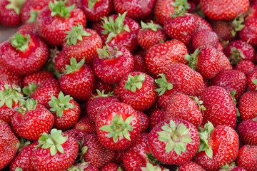 Huge red juicy ripe strawberries at the market in the city, harvest at the dacha.
