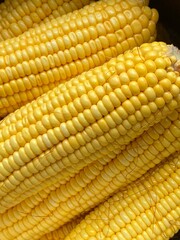 heads of yellow corn lie in the sun in summer 