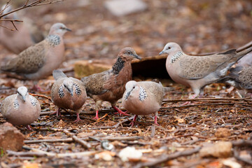Close-up of a group of spotted doves (pigeons) eating grain in the rain in Adelaide, South Australia