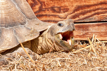 Afrikanische Spornschildkröten, Griechische Landschildkröten und eine Strahlenschildkröte aus...