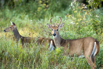 A male and female whitetail deer out together in the forest of Northwest Ontario, Canada.