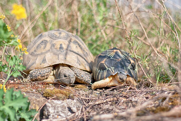 Afrikanische Spornschildkröten, Griechische Landschildkröten und eine Strahlenschildkröte aus Madagaskar