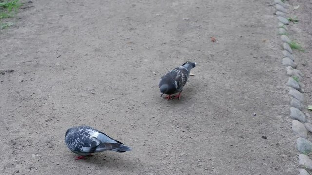 Pigeons walk on the ground in search of food. Birds.