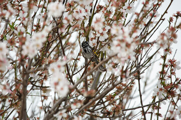 New Holland honeyeater bird perched on an almond tree in blossom during spring in Adelaide, South Australia
