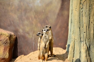 three restless meerkats on yellow sand hill near tree and stone, very cautious, looking for dangerous