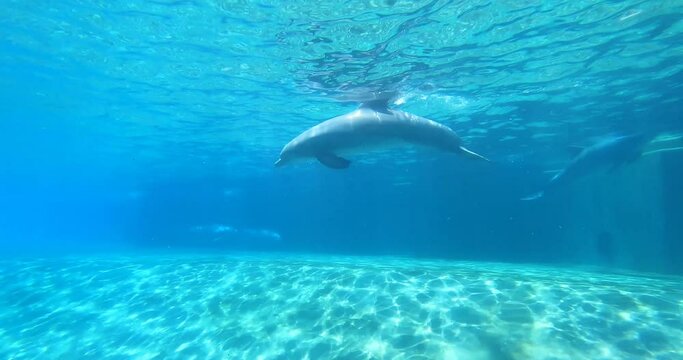 Orlando, Florida. August 25, 2021. Nice bottlenose dolphins below the surface of the water in Orlando (1)