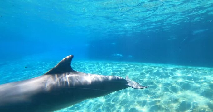 Orlando, Florida. August 25, 2021. Nice bottlenose dolphins below the surface of the water in Orlando (3)