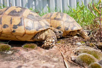 Afrikanische Spornschildkröten, Griechische Landschildkröten und eine Strahlenschildkröte aus Madagaskar