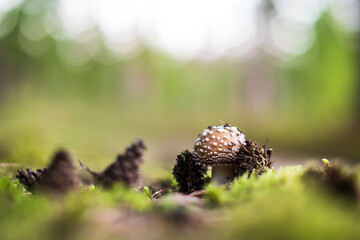 Amanita pantherina mushroom, also known as the panther cap, false blusher and panther amanita.