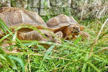 Afrikanische Spornschildkröten, Griechische Landschildkröten und eine Strahlenschildkröte aus Madagaskar