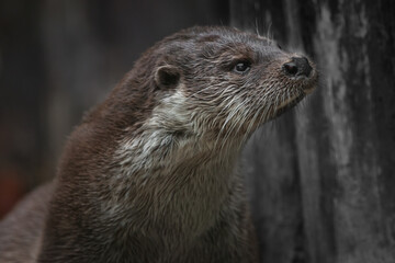 Otter head close-up in profile of a sprightly  beast