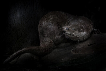 Beautiful otter on a black background, wood stone combed out wet strong body, nocturnal