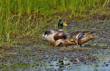 Mallard duck .Natural scene from Wisconsin conservation area