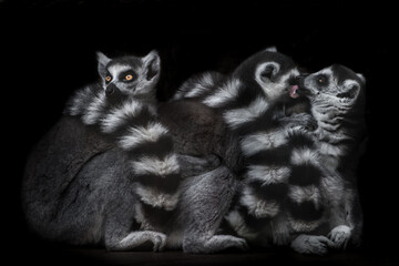 trinity of ring-tailed lemurs in the darkness of the night, two as lovers courting each other, the third tries not to notice.