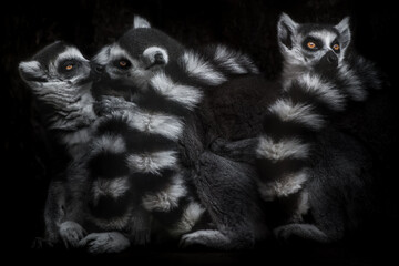 Ring-tailed lemurs and the love triangle. two kissing third trying to ignore, isolated black © Mikhail Semenov