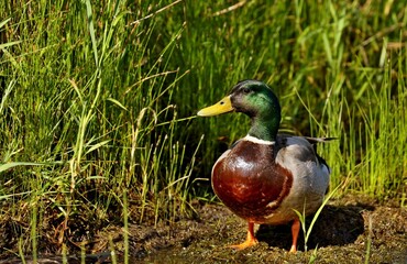 Mallard duck .Natural scene from Wisconsin conservation area