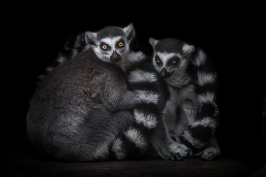 Two ring tailed lemurs hug and look from the darkness, male and female © Mikhail Semenov