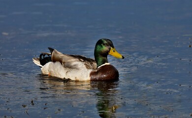 Mallard duck .Natural scene from Wisconsin conservation area