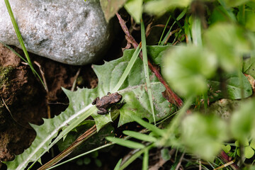 A small gray brown toad sits on a green dandelion leaf in summer. Protection of the environment and wildlife. Flora and fauna. Tiny frog. Wallpaper. Nature. Humid climate. View from above. Landscape
