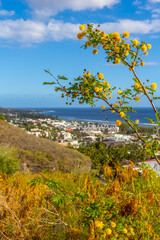 Acacia et vue sur saint leu, île de la Réunion 