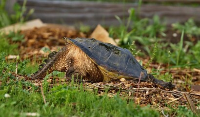 Snapping Turtle 
 Its carapace can vary from light brown to black in color and it has a saw-toothed...