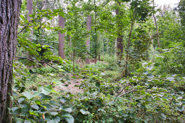 Park Stadtansichten in Köthen, Sachsen Anhalt, Deutschland