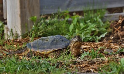 Snapping Turtle 
 Its carapace can vary from light brown to black in color and it has a saw-toothed...