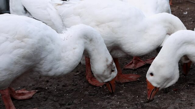 Portrait of white geese eating food close-up, raising poultry on the farm.